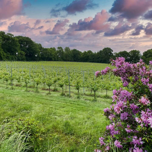 Brandy - Chardonnay/Seyval Blanc - Vintage 2020 - English Oaked – grapes from Plumpton Estate