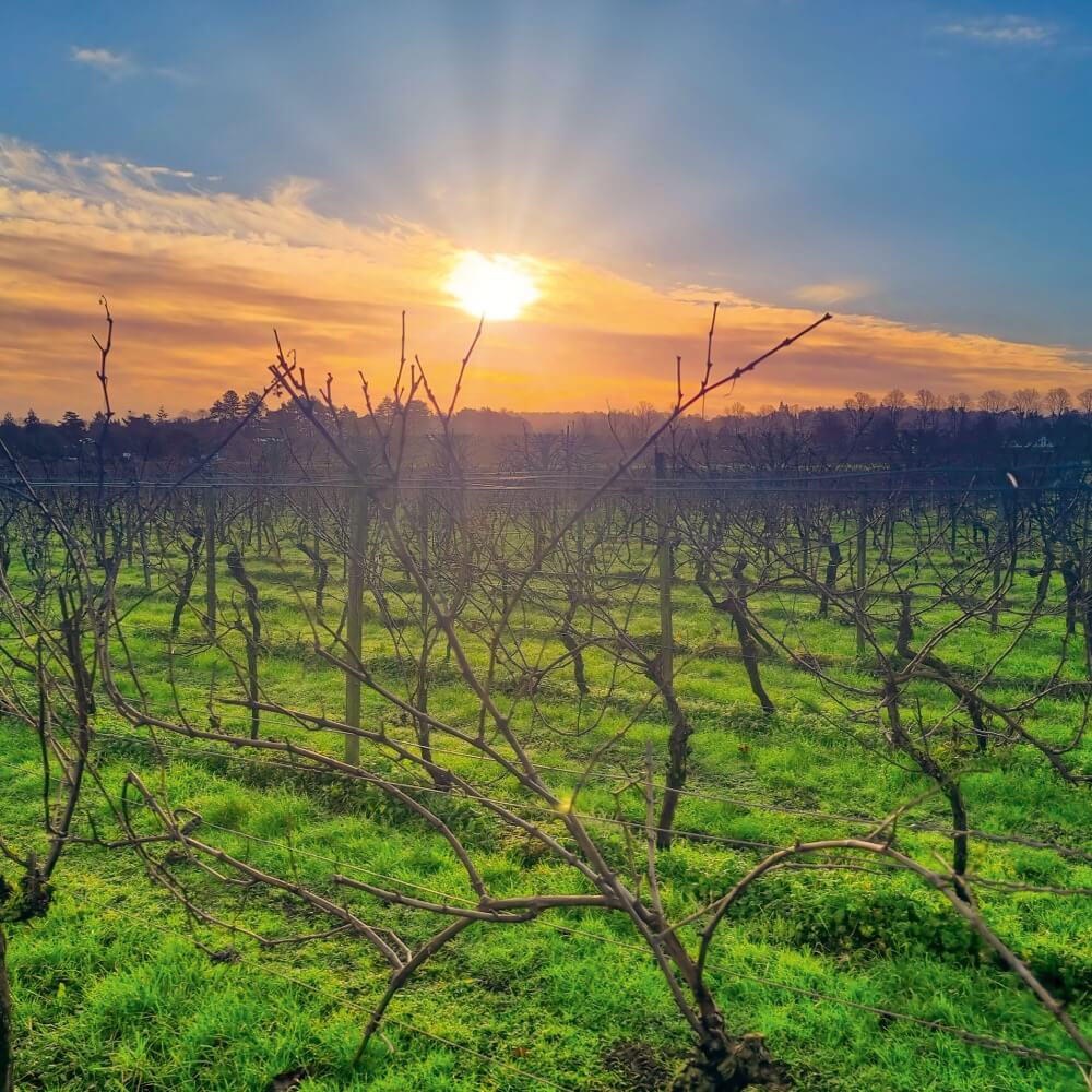 Brandy – Chardonnay/Seyval Blanc - Vintage 2020 - French Oaked – grapes from Plumpton Estate