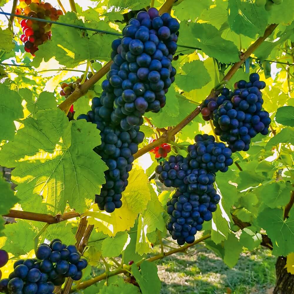 Grape Spirit Pinot Noir and Pinot Meunier Vintage 2019 grapes fr